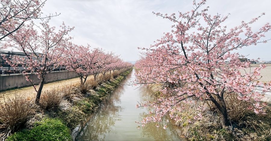 桜は日本を代表する花。満開となる４月ともなればどこの名所も日本人はもちろん外国人観光客であふれかえる。その訪日外国人が今年は４０００人を超える見込みだ。コロナ下では身を細めていた民泊が昨年頃から再び脚光を浴び始めている（写真は徳島県阿南市那賀川町の河津桜並木）